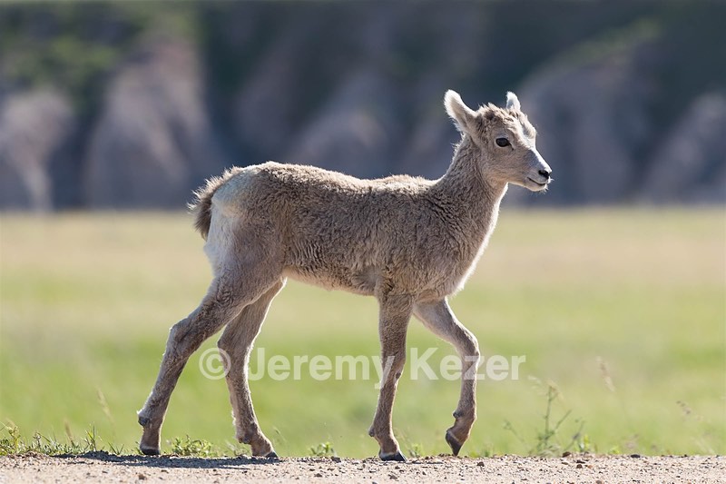 Bighorn Sheep lamb, Badlands National Park, South Dakota