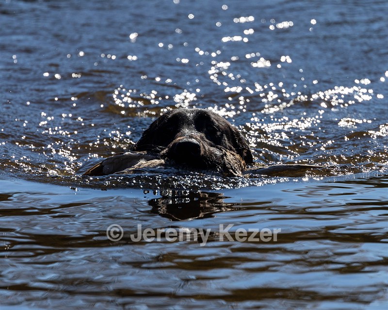 Hank Coleman