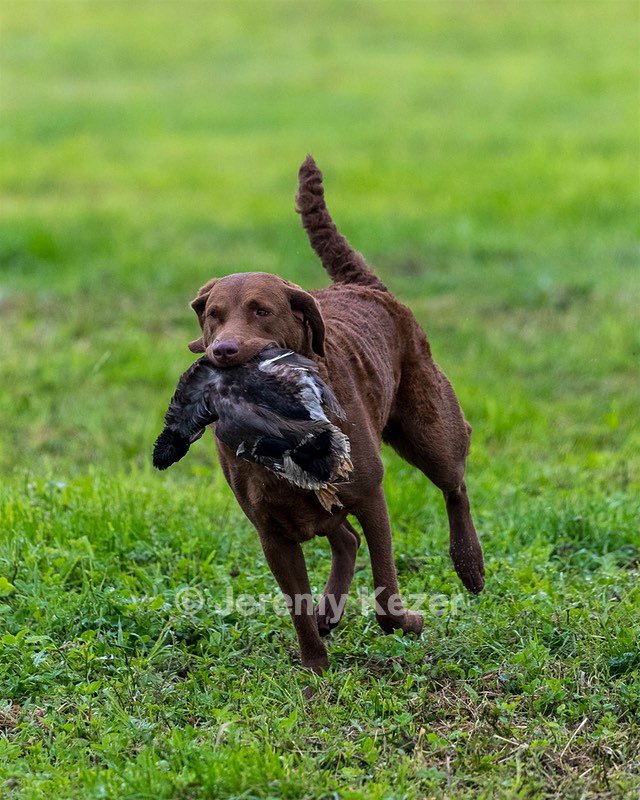 Abby Zajchowski