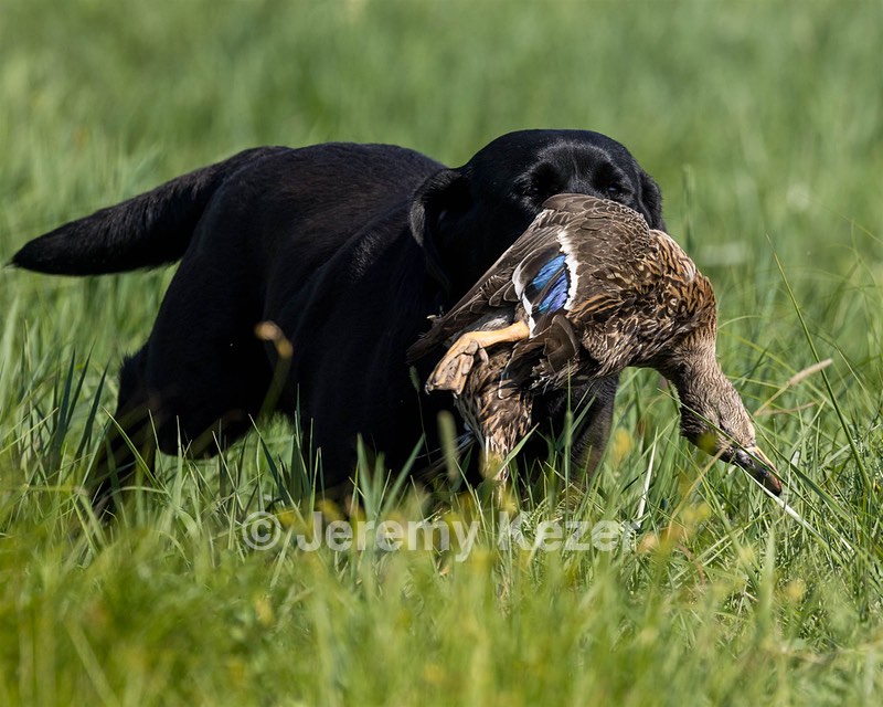 Glory Horn