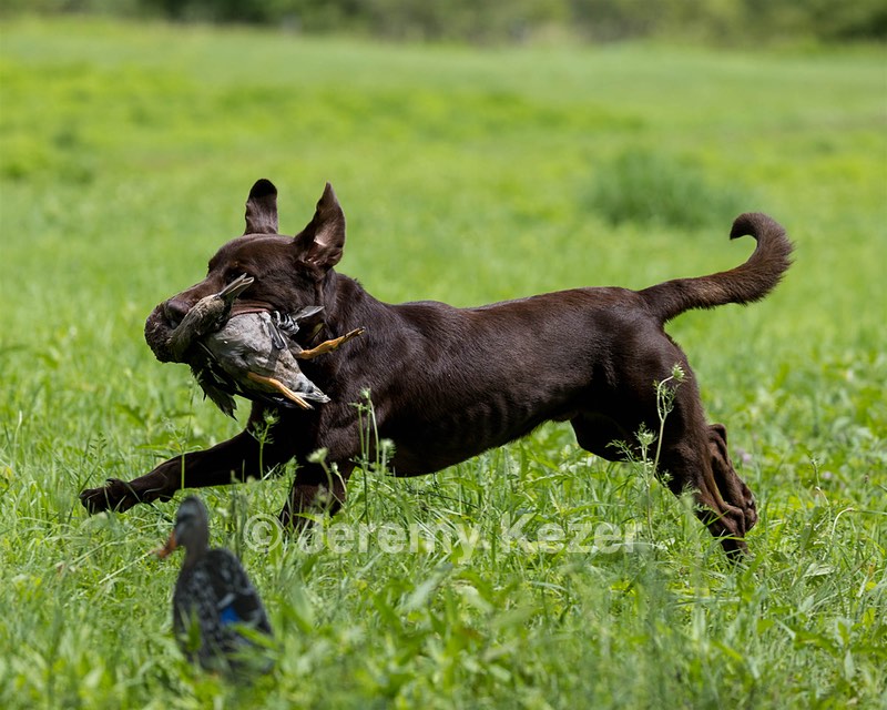 Moose Molle