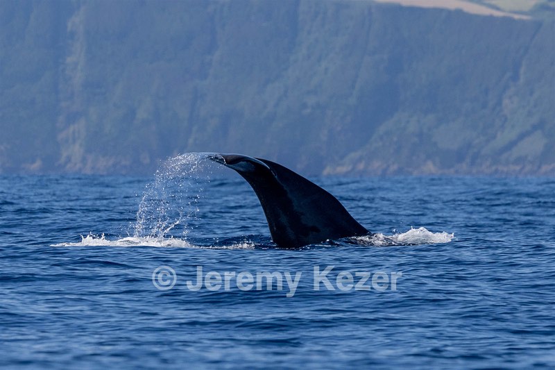 Sperm Whale
