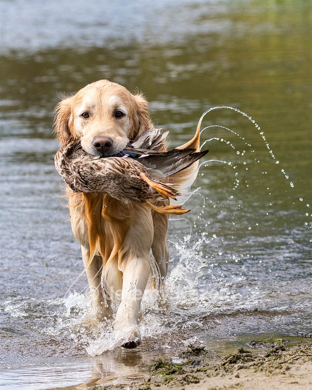 Ghillie Deresienska