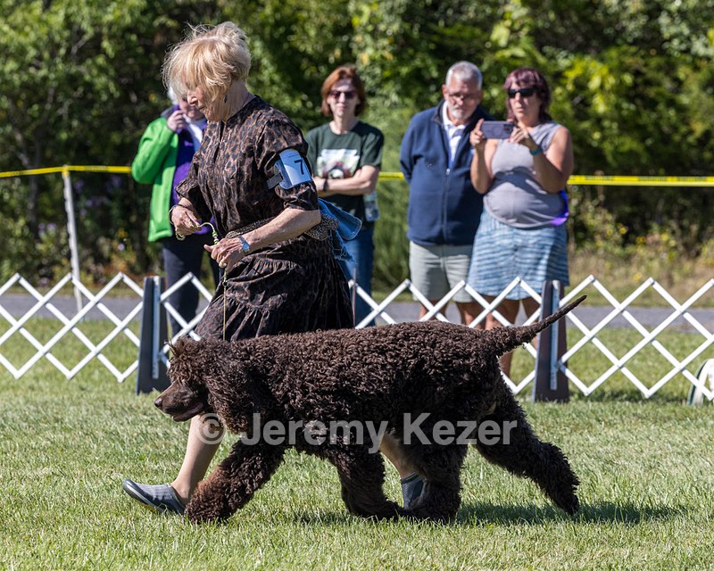 07 - GCH CH CASTLEHILL'S RAMBLIN' RAFAEL O'CRISPIN BN (Rafi)