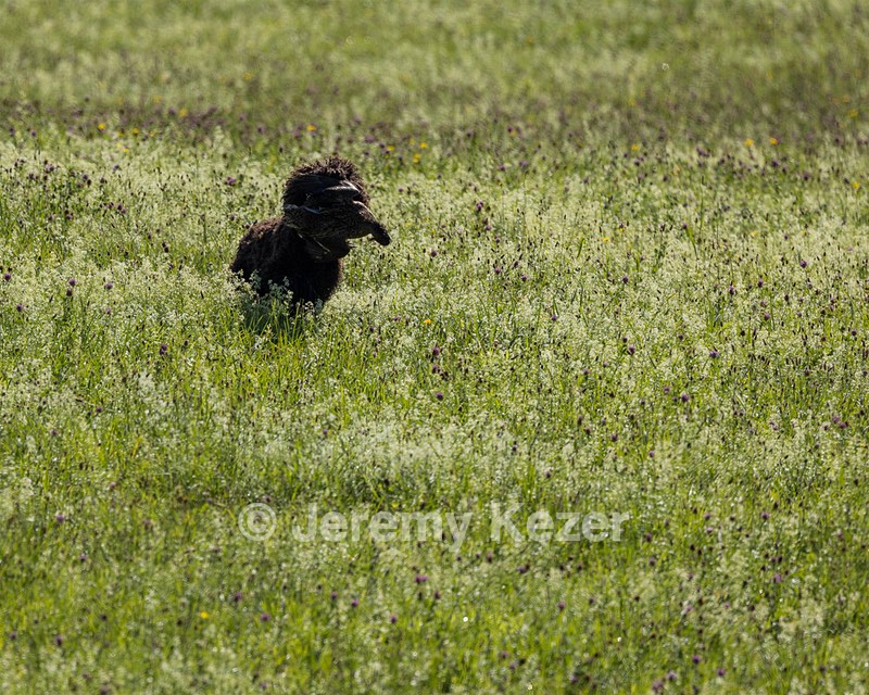 Ghillie Kezer