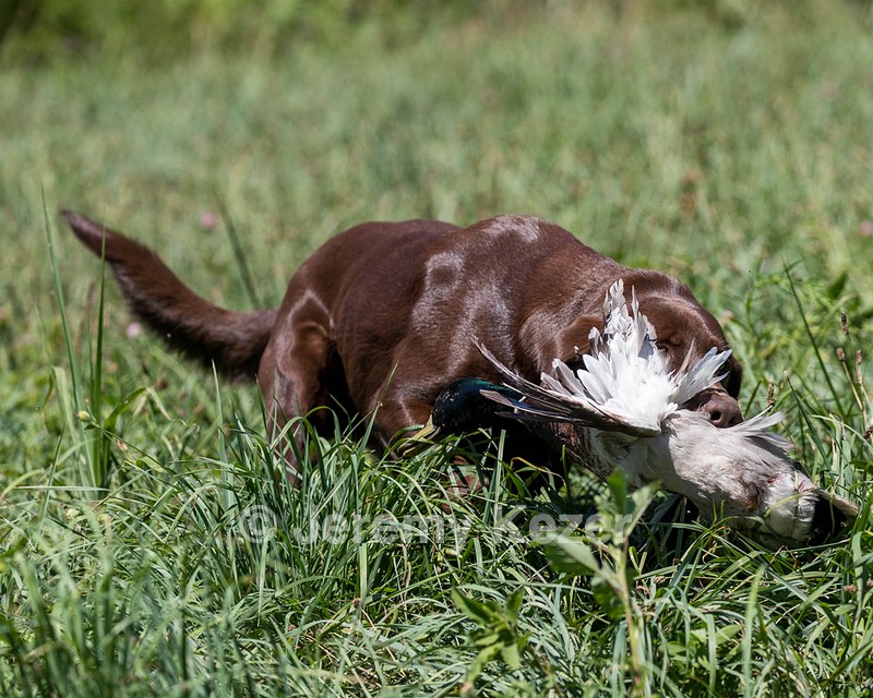 Sukie Valentino