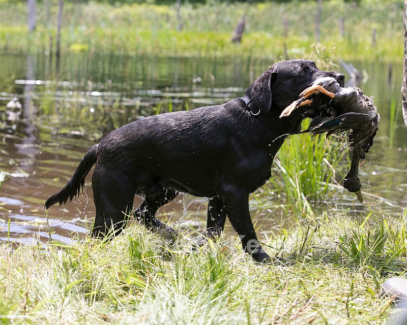 Moose Planty