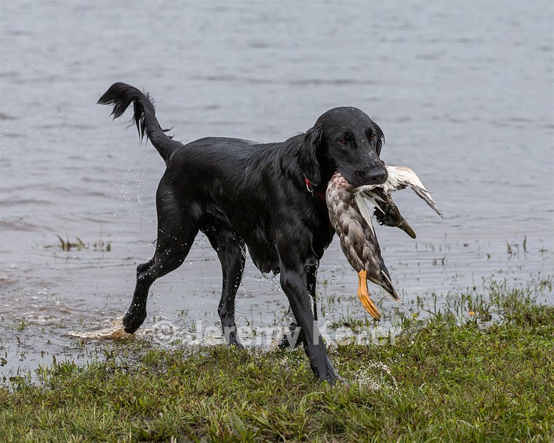 Cooper Westcot
