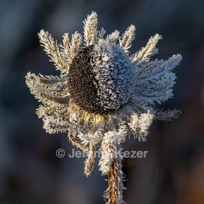 Black-Eyed Susan, Burlington, MA