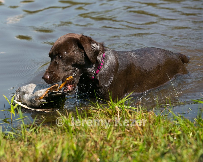 Wynnie Gurlacz