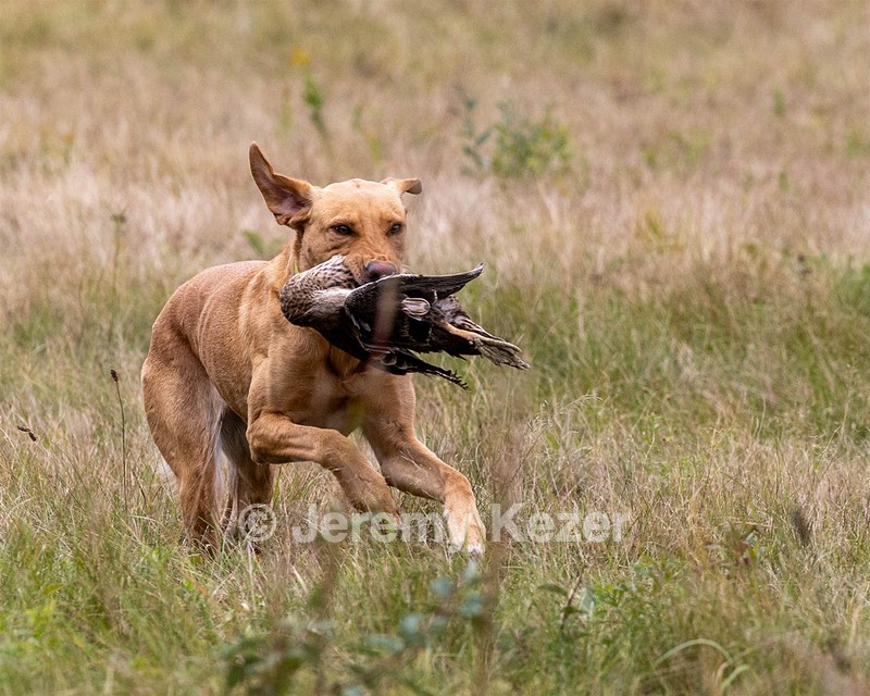 Patron Lewis