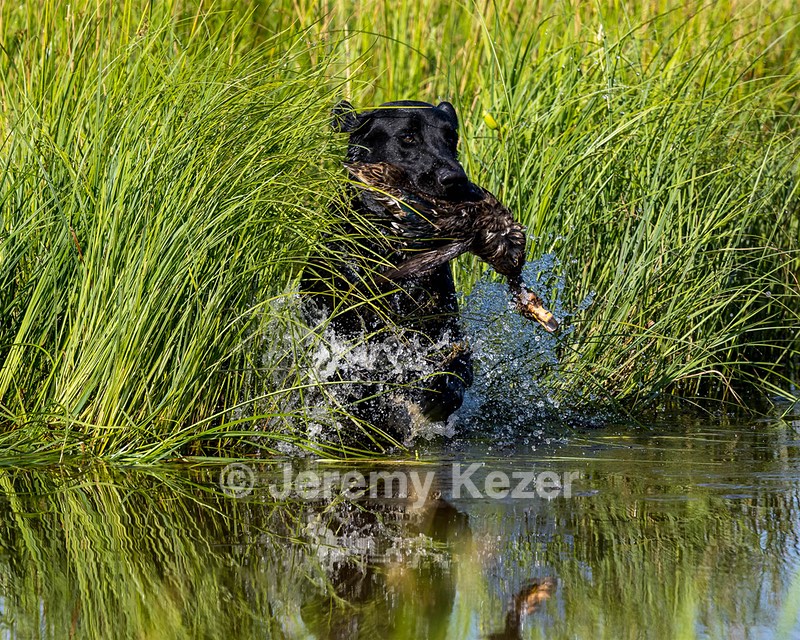 Baloo Amenabar