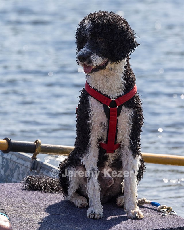 Bohdi Mayo