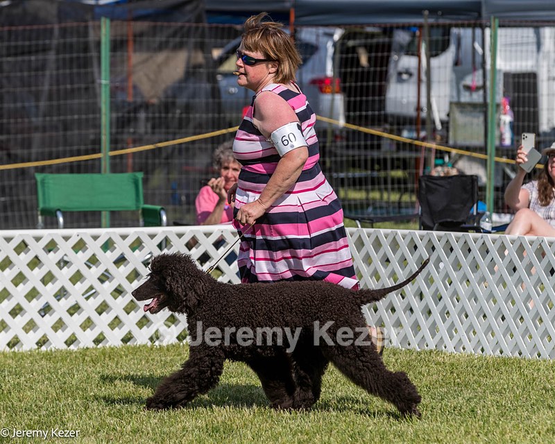 60 - GCH CH All Green Wi'Envy V Alpha Nordic CD RE RATN DS CGCA TKN