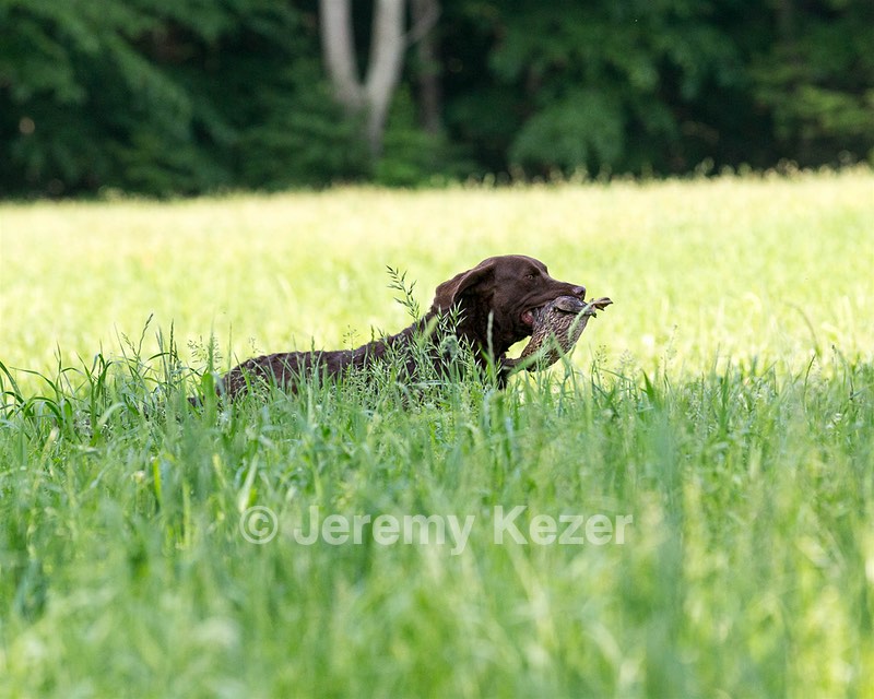 Kuma Zajchowski