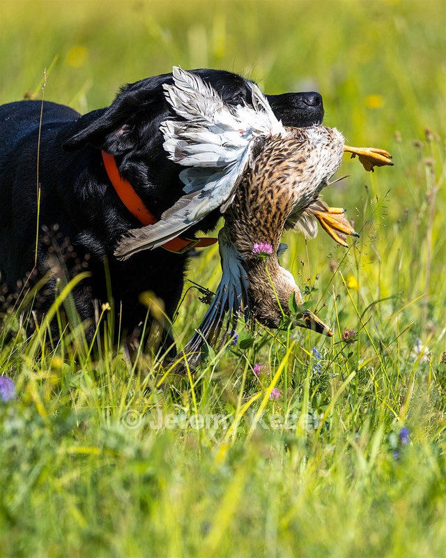 Tallulah Nardi