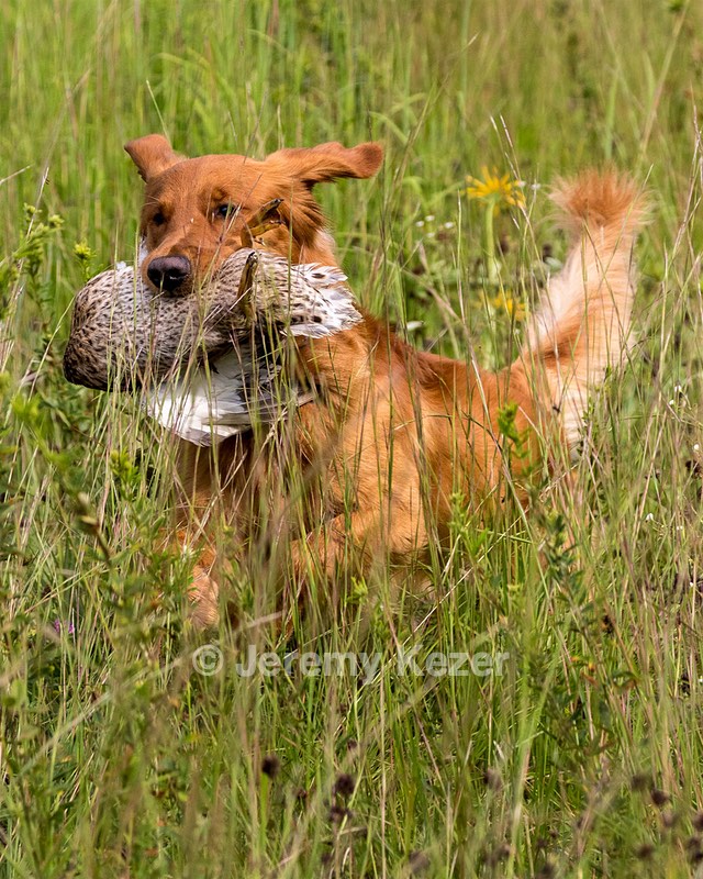 Camo Smollin