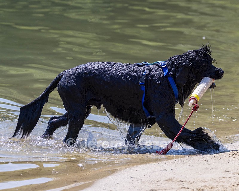 Magic Simmons
