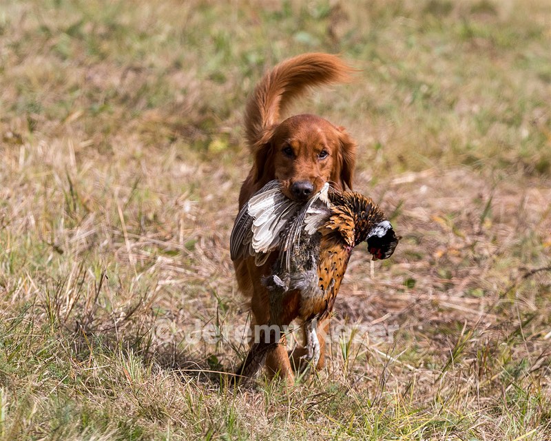Tracker