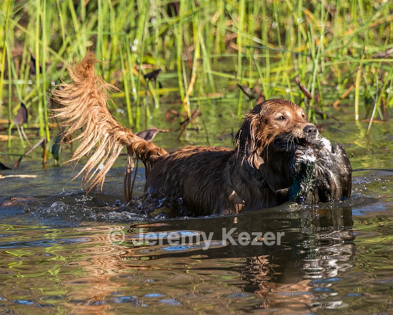 Piper
