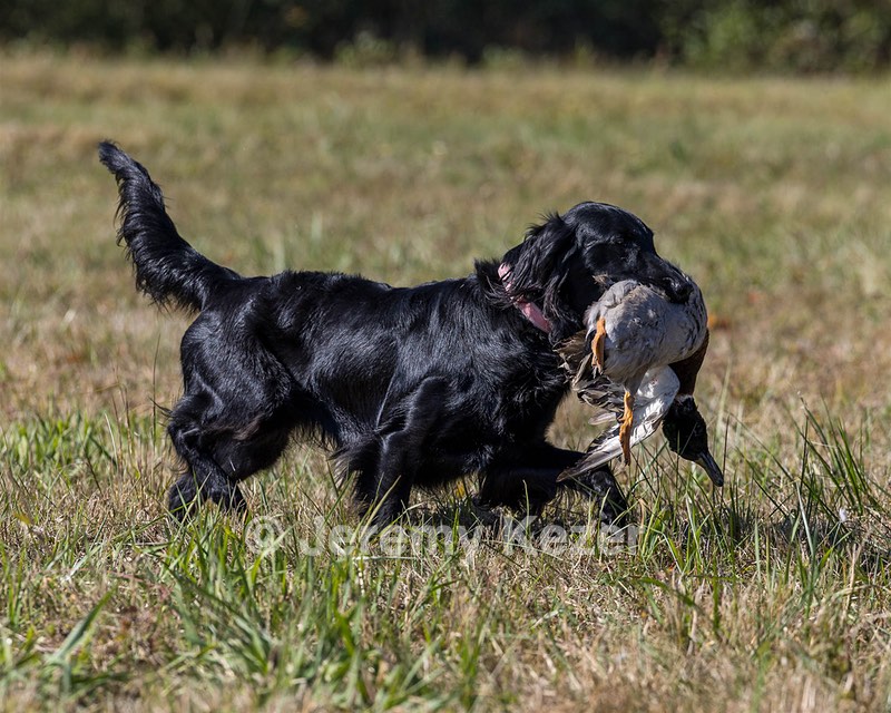 Dolly Partridge