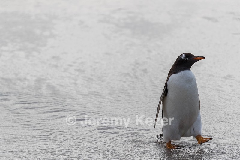 Gentoo Penguin, Bleaker Island, The Falklands
