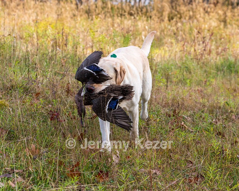 Meadowmere's Annisquam JH WC CGC (Annie)