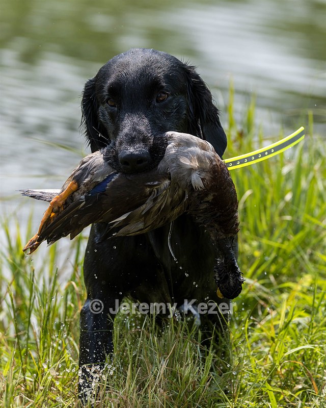 Guinness! Nettleton-Smilas