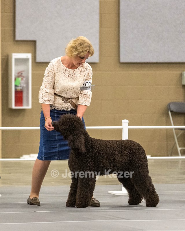 207 - GCH CH Flintcrest First Strike Fintan