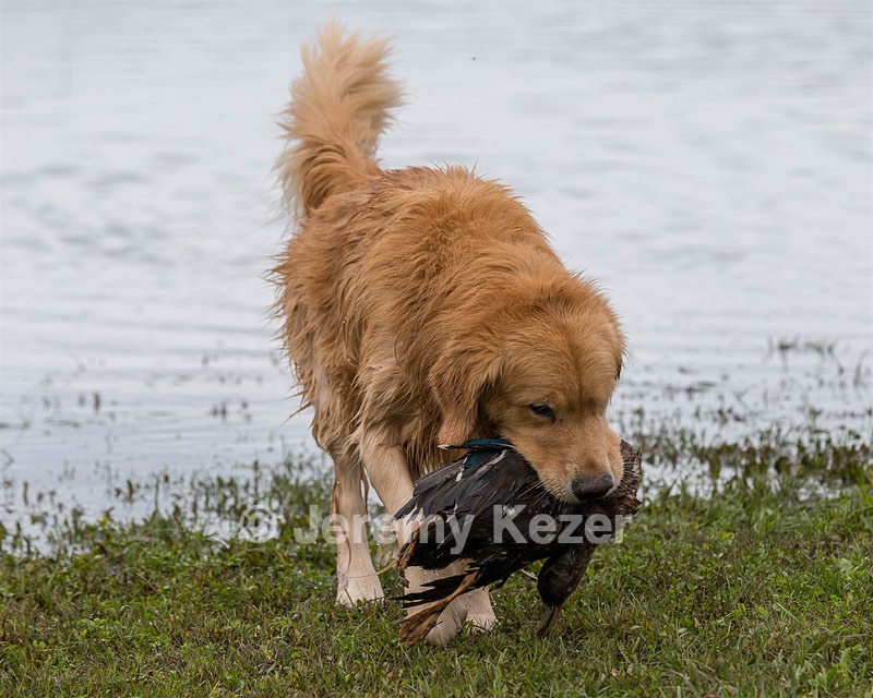 Opie McGee