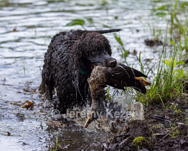 Ghillie Kezer