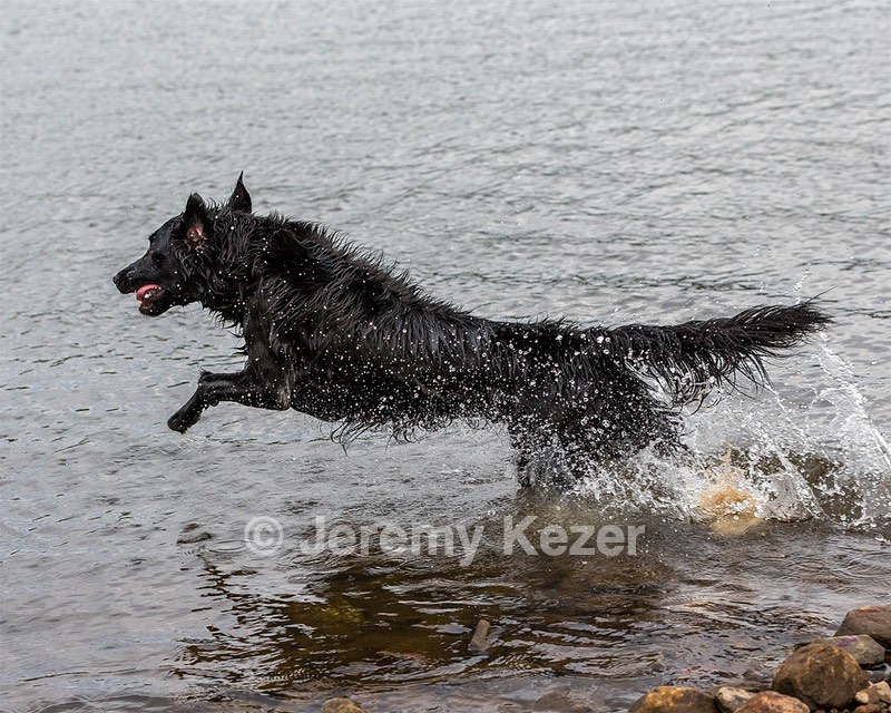 Splash