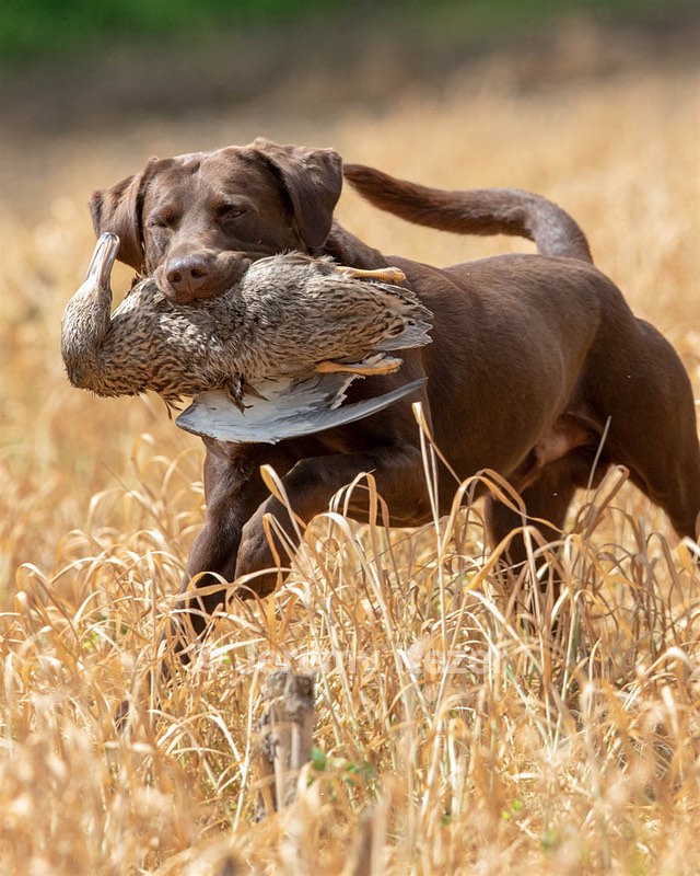 Otter Donlon