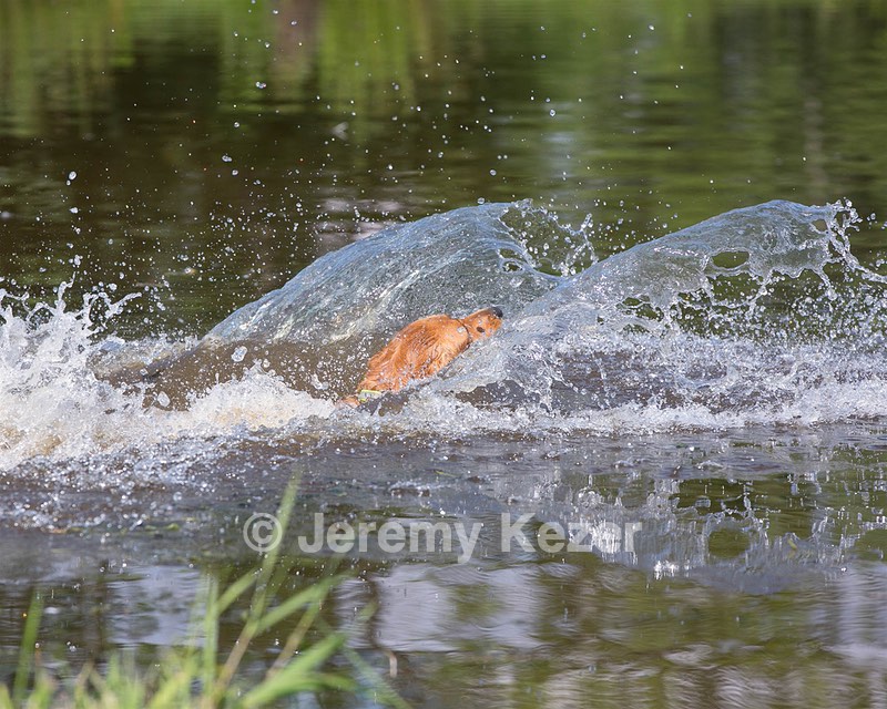 Canoe Terrill