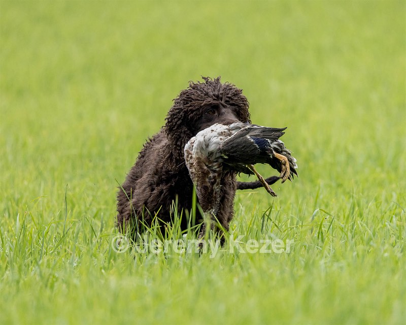Ghillie Kezer