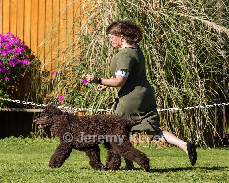 11 - GCH CH BREKKON'S FIRST MARK BN RN CGC TKN (Hunny)