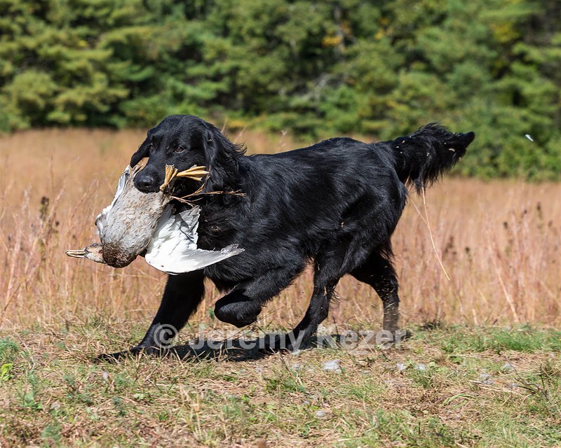 Ruger Bodine