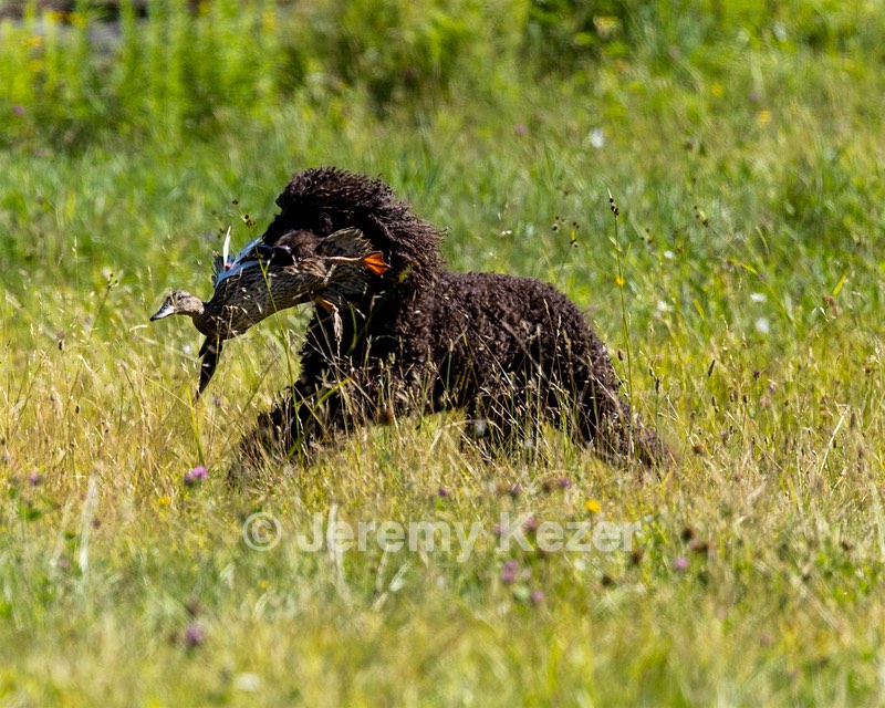 Ghillie Kezer