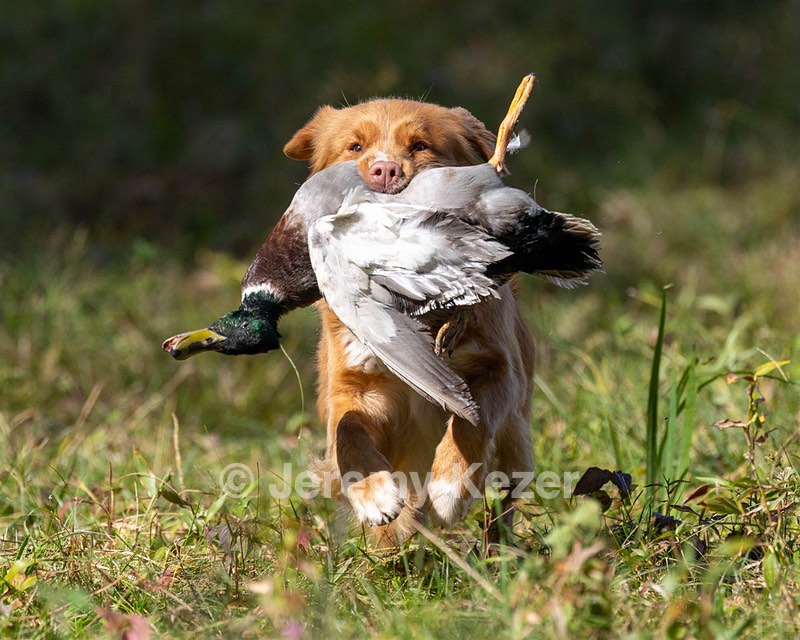 Blondie Enoksen