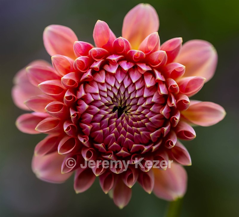 Dahlia, Massachusetts