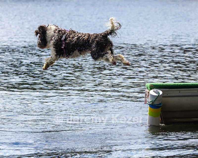 Tillie Lattrell