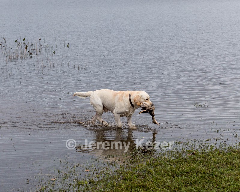 Henry