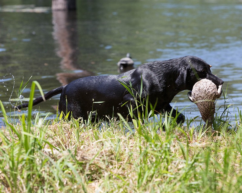 Phunny