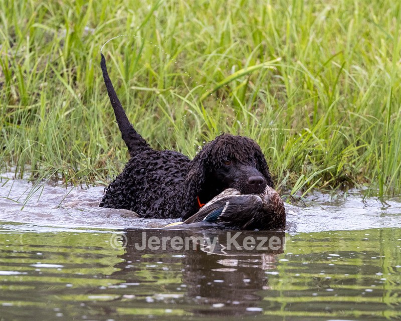 Ghillie Kezer