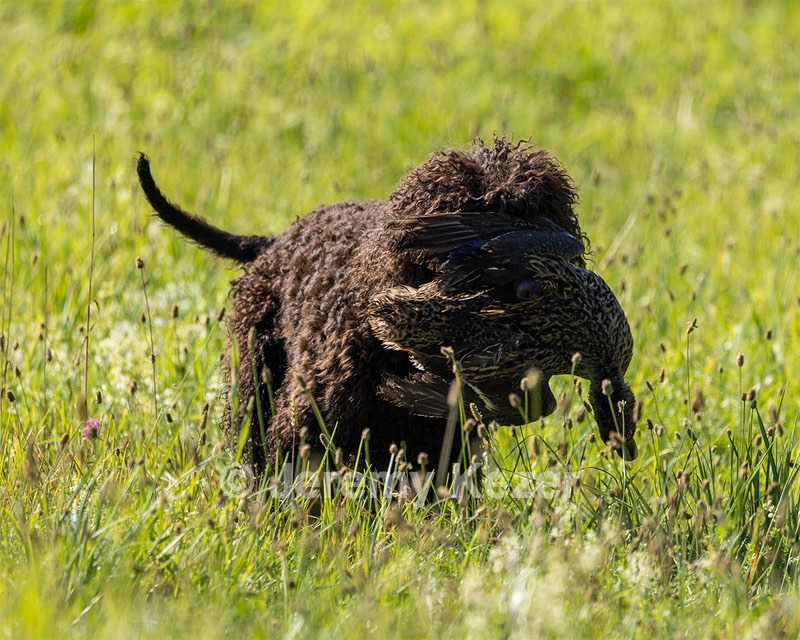 Ghillie Kezer