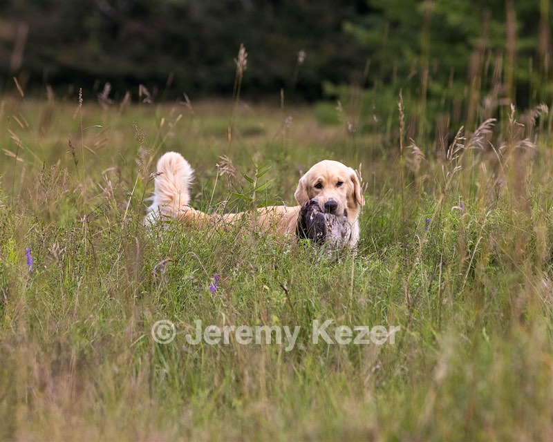 Meadow