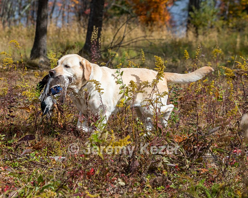 Meadowmere's Annisquam JH WC CGC (Annie)