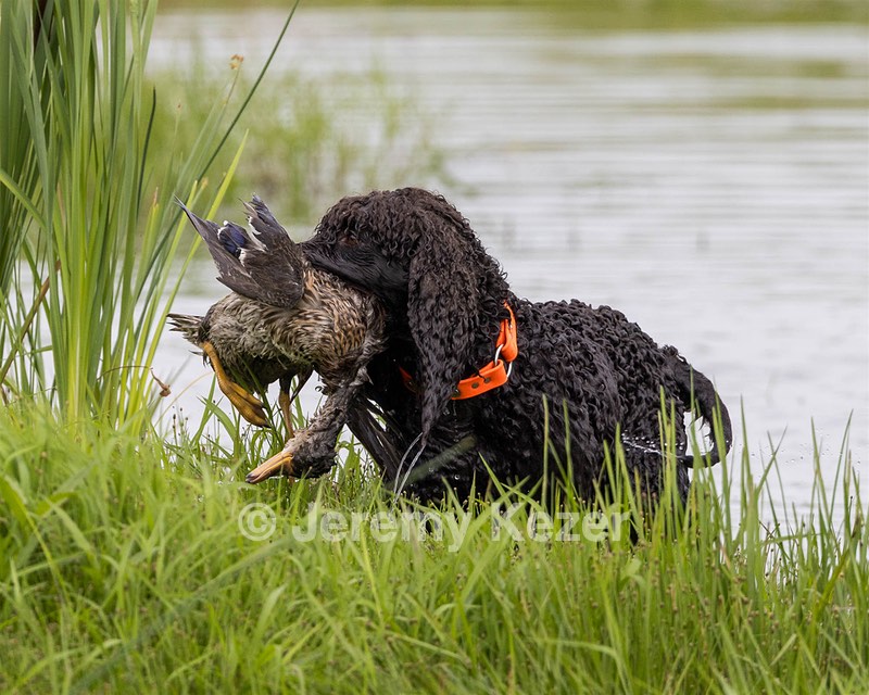 Ghillie Kezer