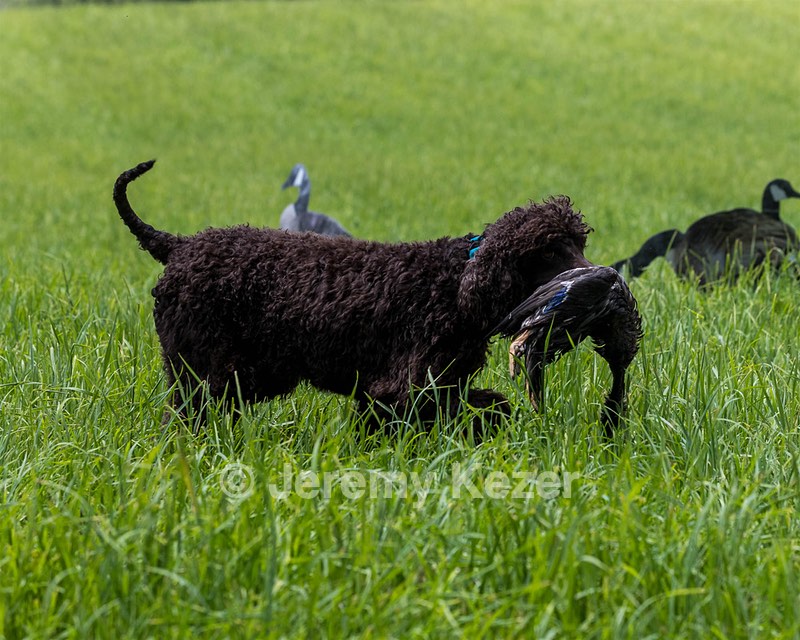 Ghillie Kezer