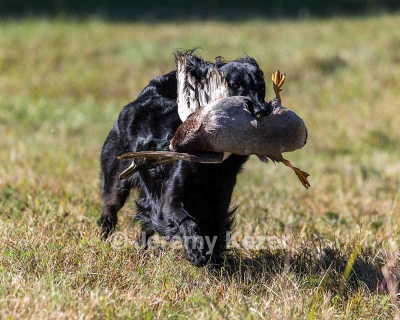 Dolly Partridge